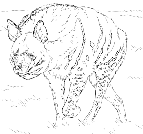 Striped Hyena Coloring Page